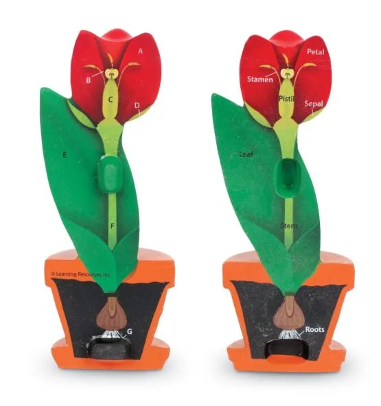 ⁦أجزاء الزهرة⁩ - الصورة ⁦2⁩