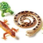 الزواحف الضخمة والبرمائيات