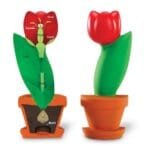 أجزاء الزهرة